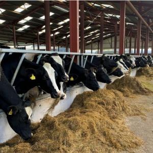 Cattle Panels