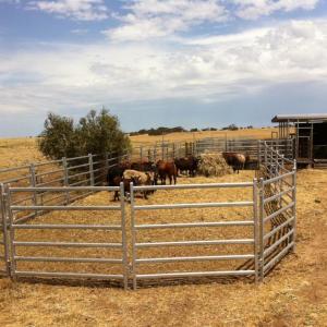Cattle Yard Panels